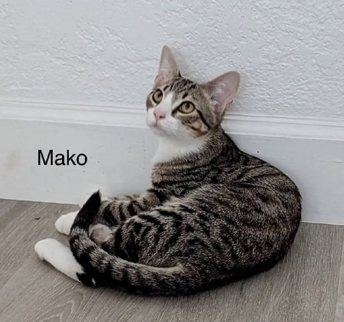 MAKO - Domestic Short Hair available for adoption