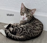 Mako - Photo 1
