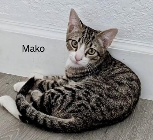 MAKO - Domestic Short Hair available for adoption