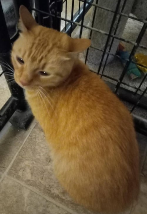 ZEPPELIN - Domestic Short Hair / Domestic Short Hair available for adoption