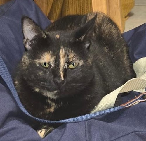 DOLLY - Domestic Short Hair / Domestic Short Hair available for adoption