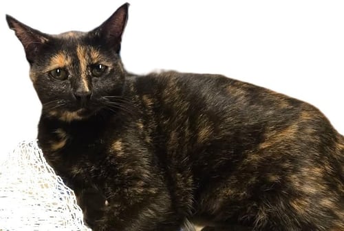 DOLLY - Domestic Short Hair / Domestic Short Hair available for adoption