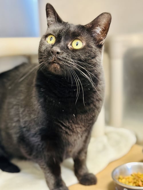 GINA - Domestic Short Hair available for adoption
