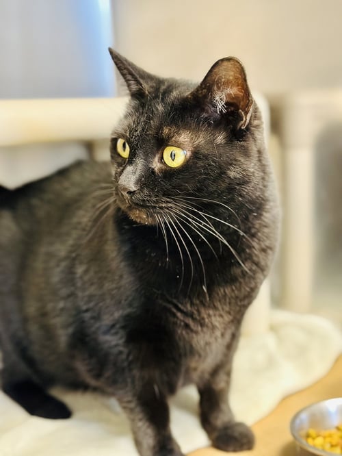 GINA - Domestic Short Hair available for adoption