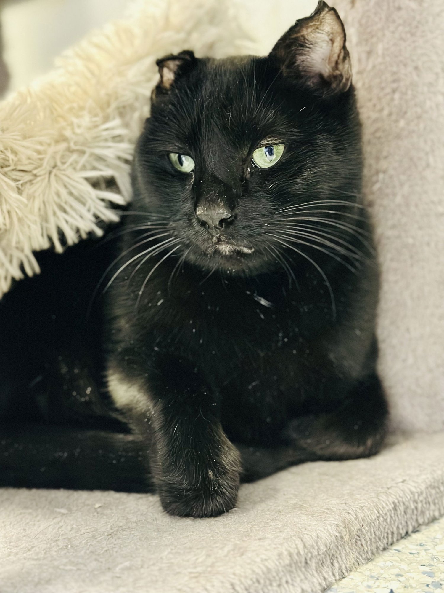 CAPTAIN - Domestic Short Hair available for adoption