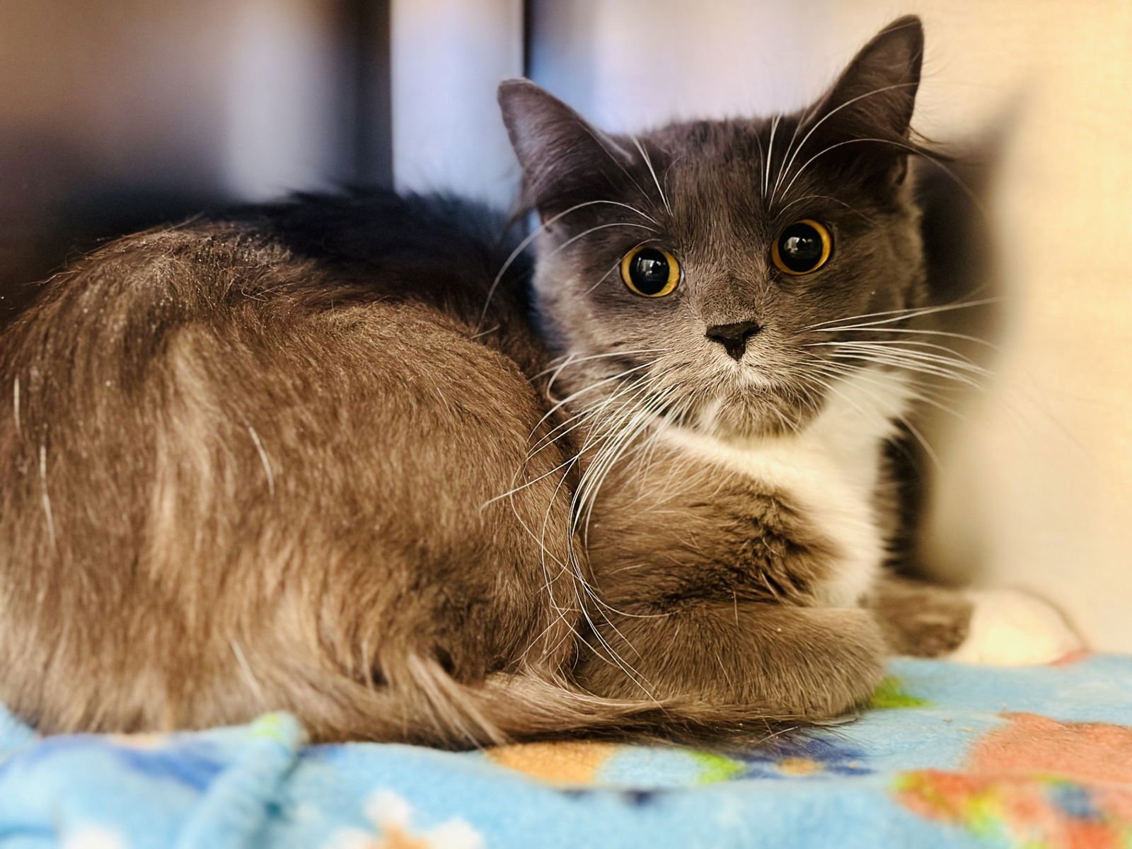 PEANUT - Domestic Medium Hair available for adoption