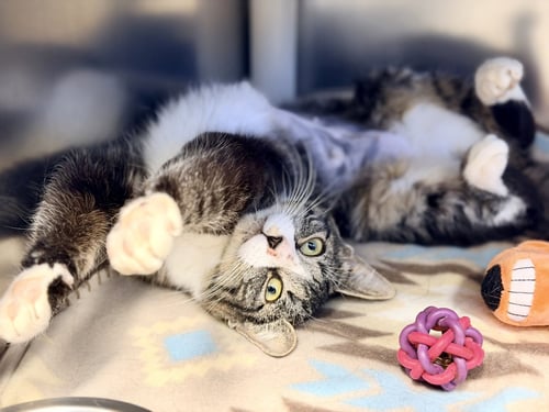 ANNA - Domestic Short Hair available for adoption