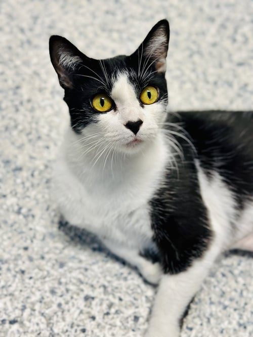 MARSHMALLOW - Domestic Short Hair available for adoption