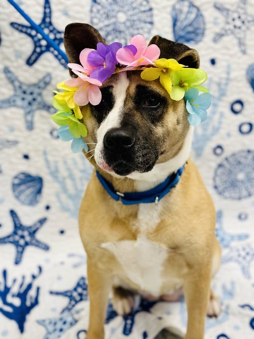 HAZEL - Akita available for adoption