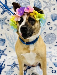 Hazel - Photo 2