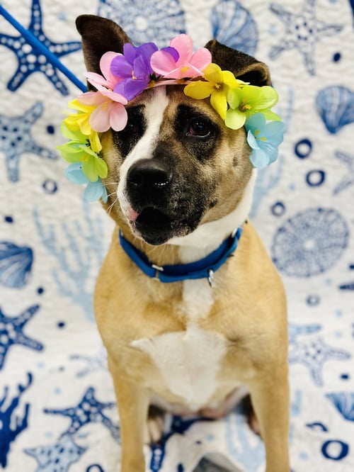 HAZEL - Akita available for adoption
