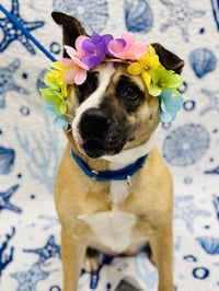 Hazel - Photo 3