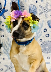 Hazel - Photo 4