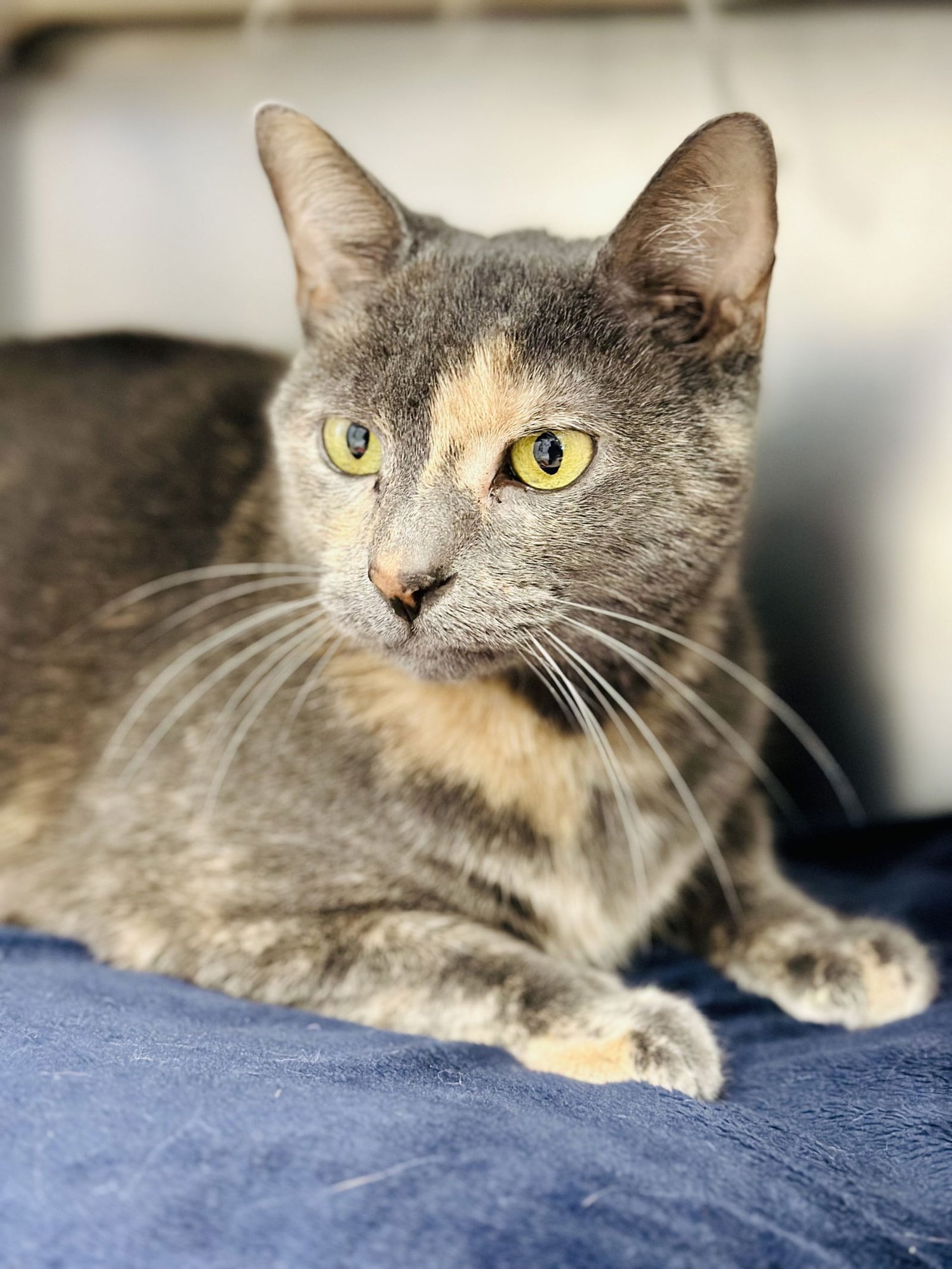 DEANA - Domestic Short Hair available for adoption