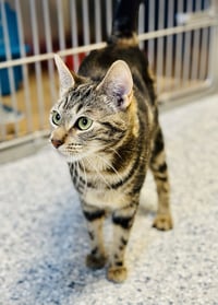 Pepper - Photo 1