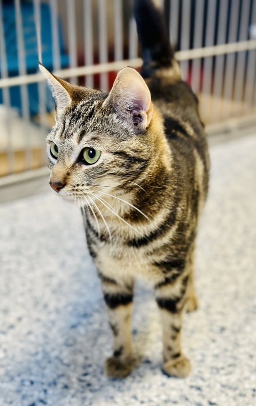 PEPPER - Domestic Short Hair available for adoption