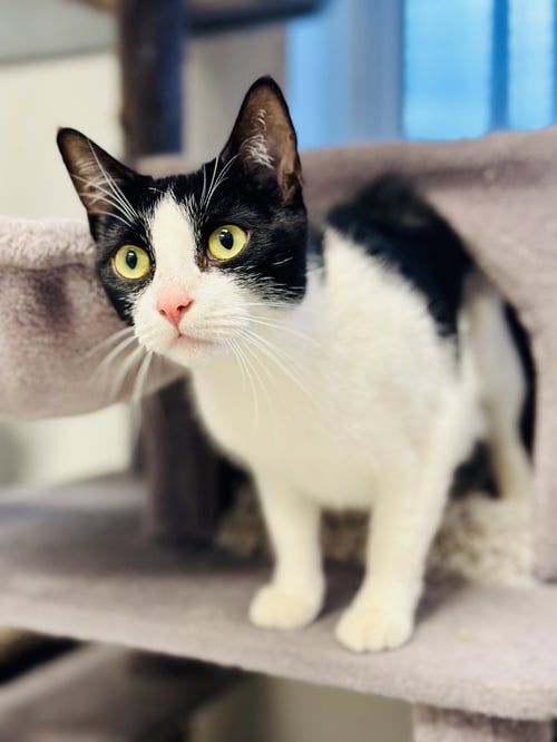 MAPLE - Domestic Short Hair available for adoption