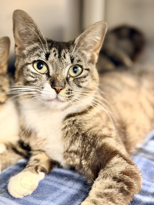 LILY - Domestic Short Hair available for adoption