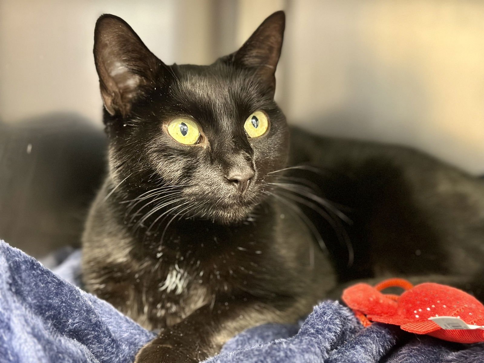 TAIRN - Domestic Short Hair available for adoption