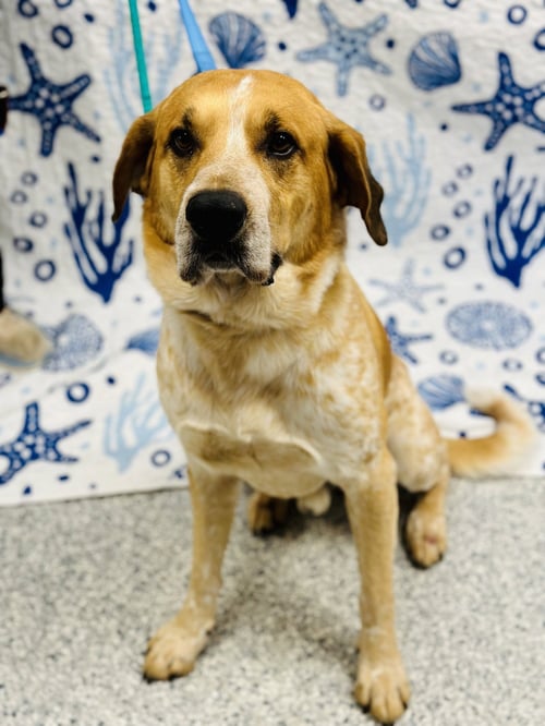 JUDAH - English Coonhound available for adoption