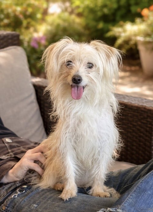 BONITA - Silky Terrier / Terrier available for adoption
