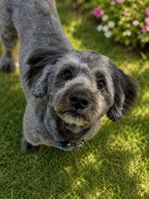 BO - Havanese / Poodle (Miniature) available for adoption