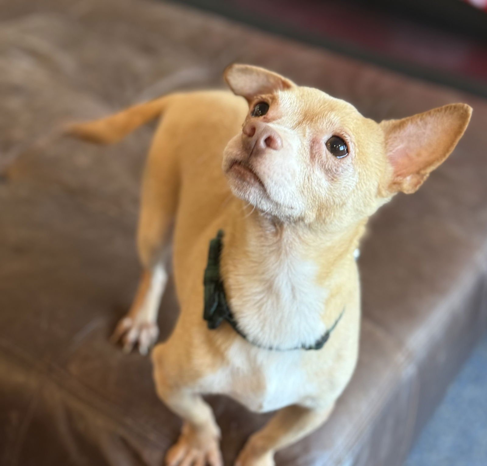 BANKS - Chihuahua / Dachshund available for adoption