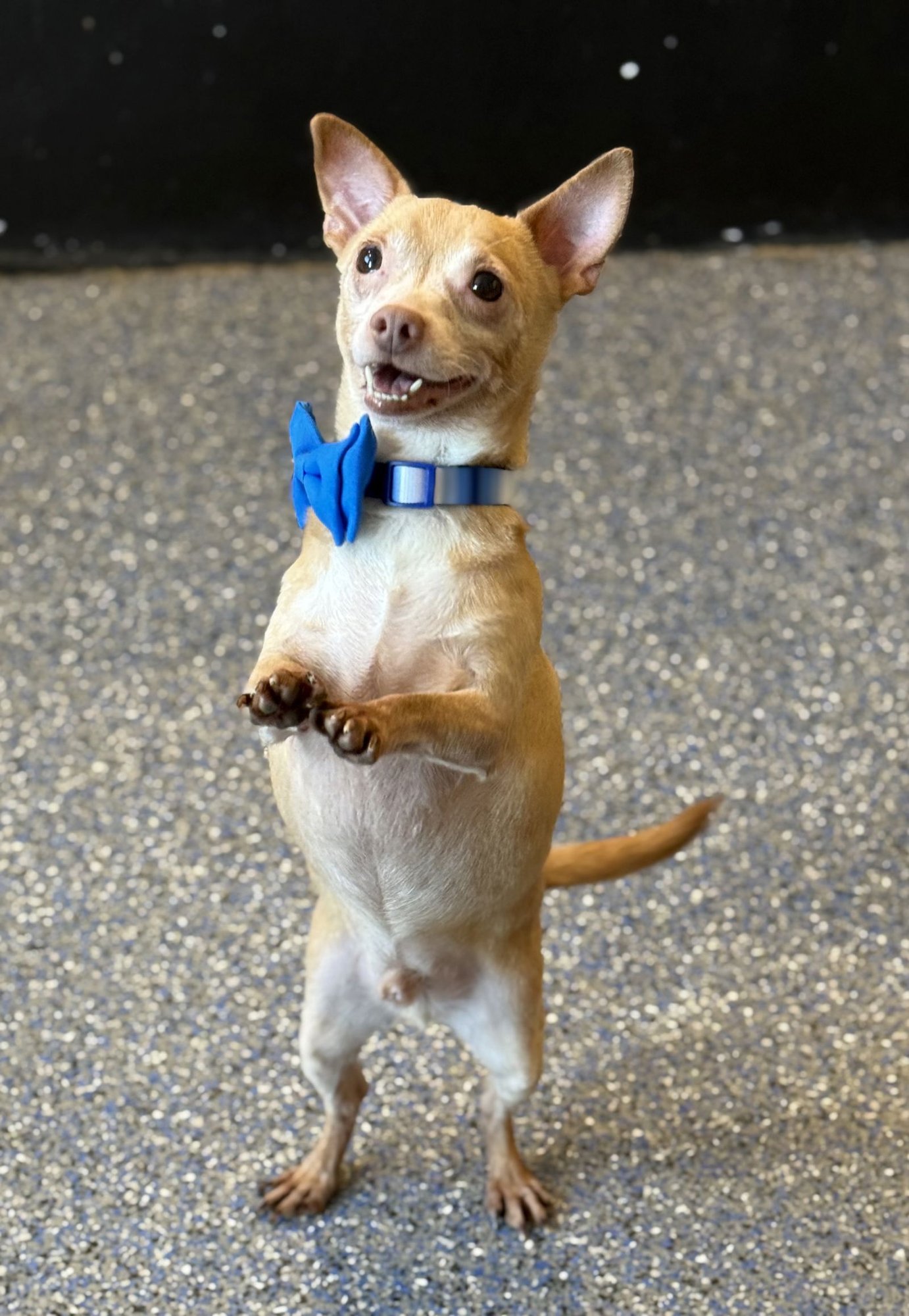 BANKS - Chihuahua / Dachshund available for adoption
