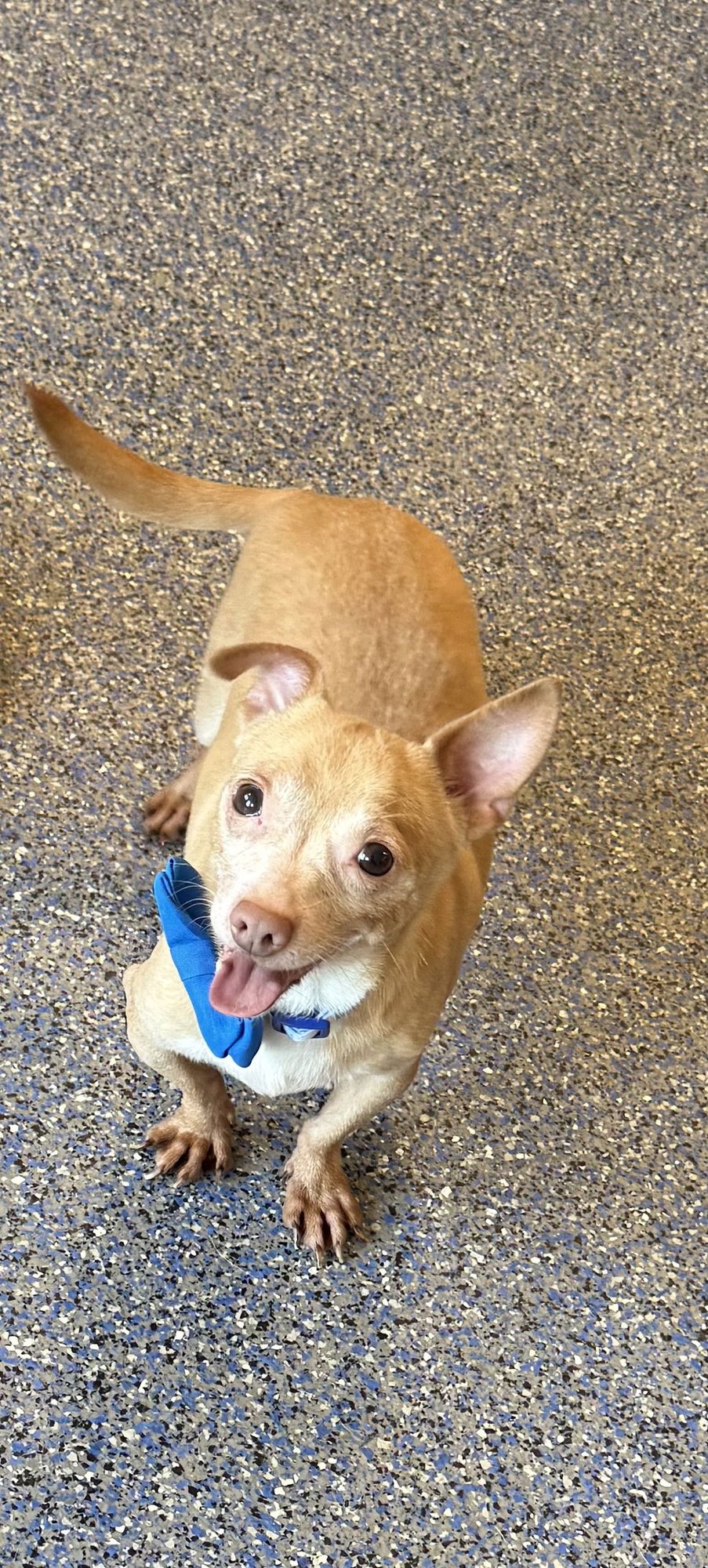 BANKS - Chihuahua / Dachshund available for adoption