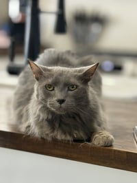 Jasper - Photo 1