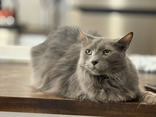 JASPER - Domestic Medium Hair available for adoption