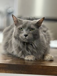 Jasper - Photo 3