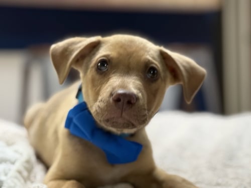 TACO - Labrador Retriever available for adoption