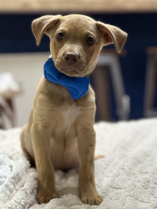 TACO - Labrador Retriever available for adoption