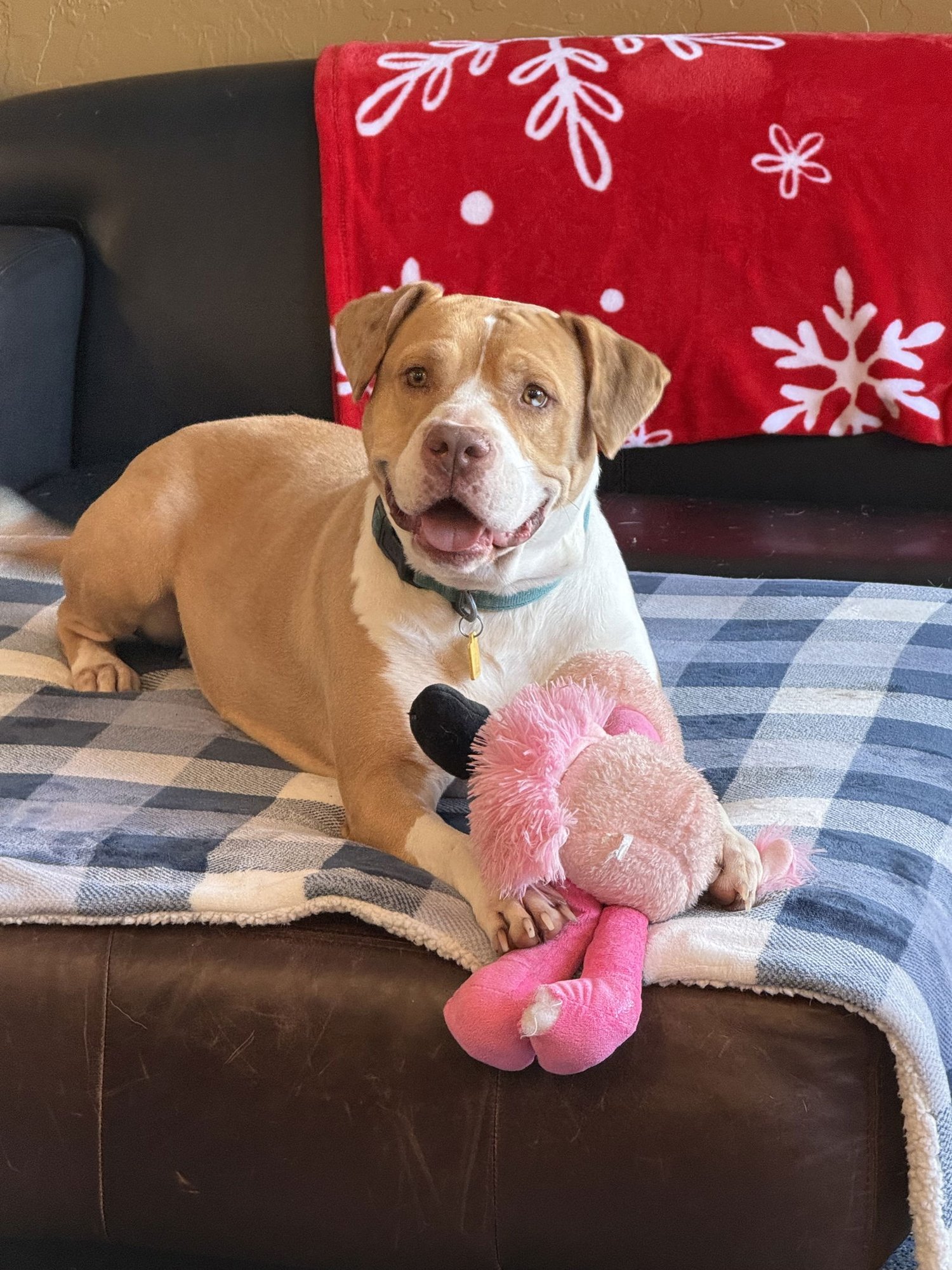 FAUNA - American Staffordshire Terrier / American Pit Bull Terrier available for adoption