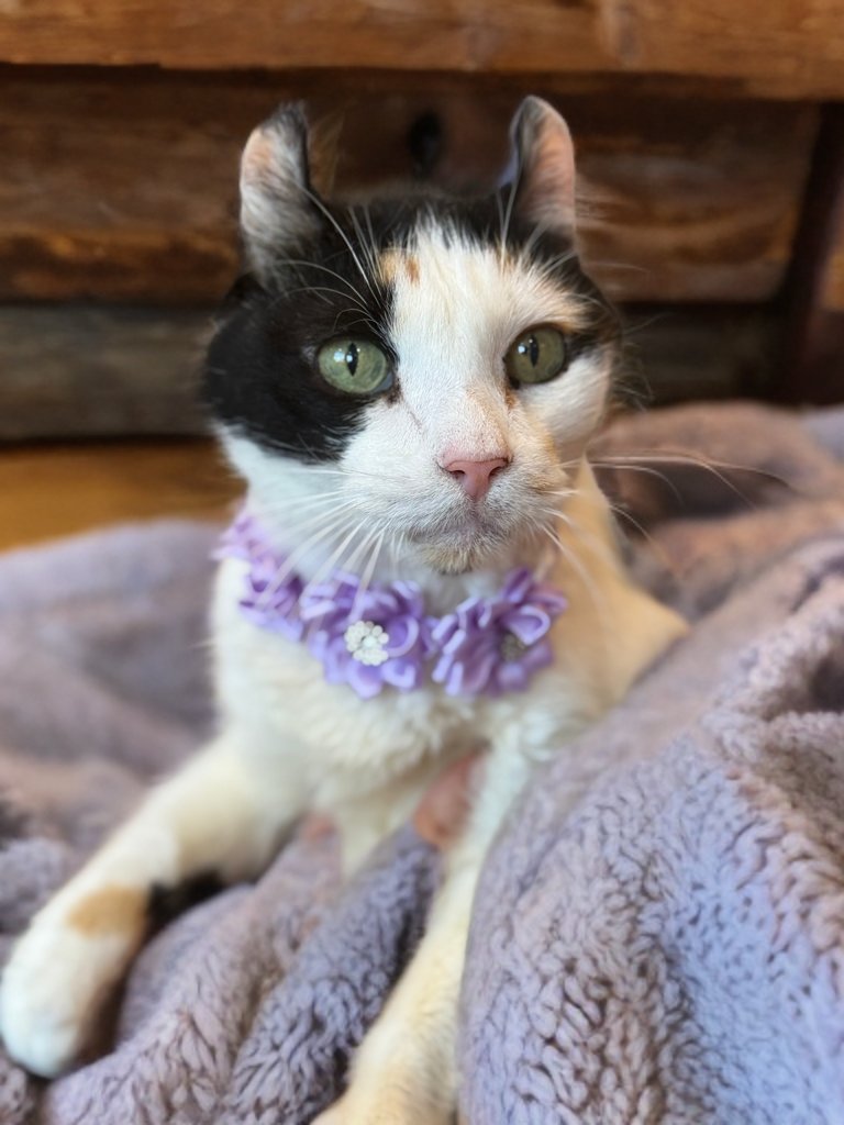LILITH - American Curl for adoption in Scottsdale