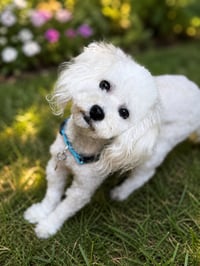 Charlie - Photo 1