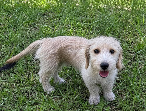NINI - Terrier / Dachshund available for adoption