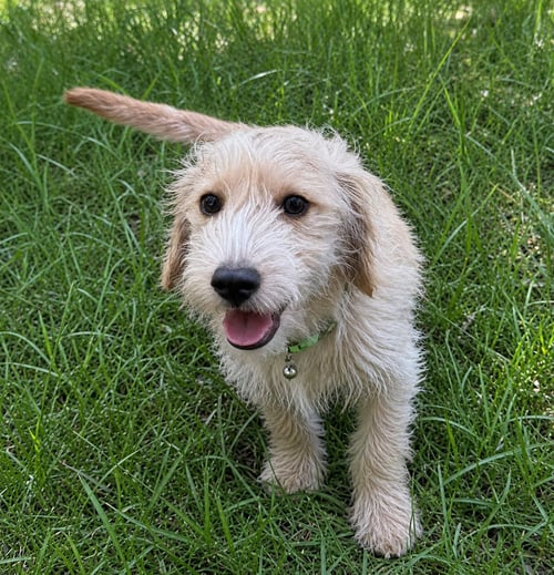NINI - Terrier / Dachshund available for adoption