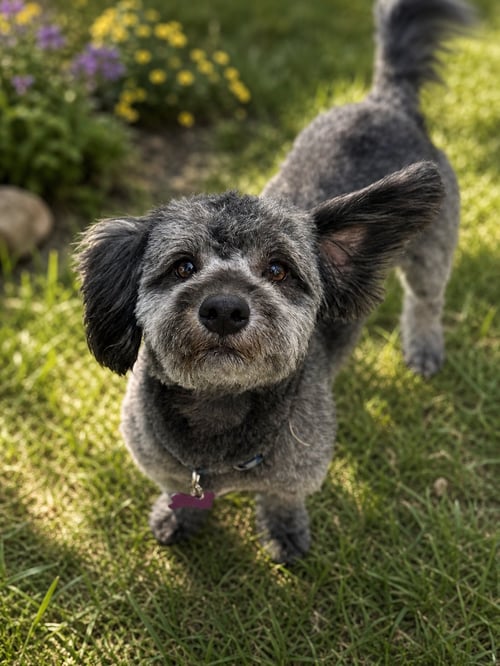 LUKE - Havanese / Poodle (Miniature) available for adoption