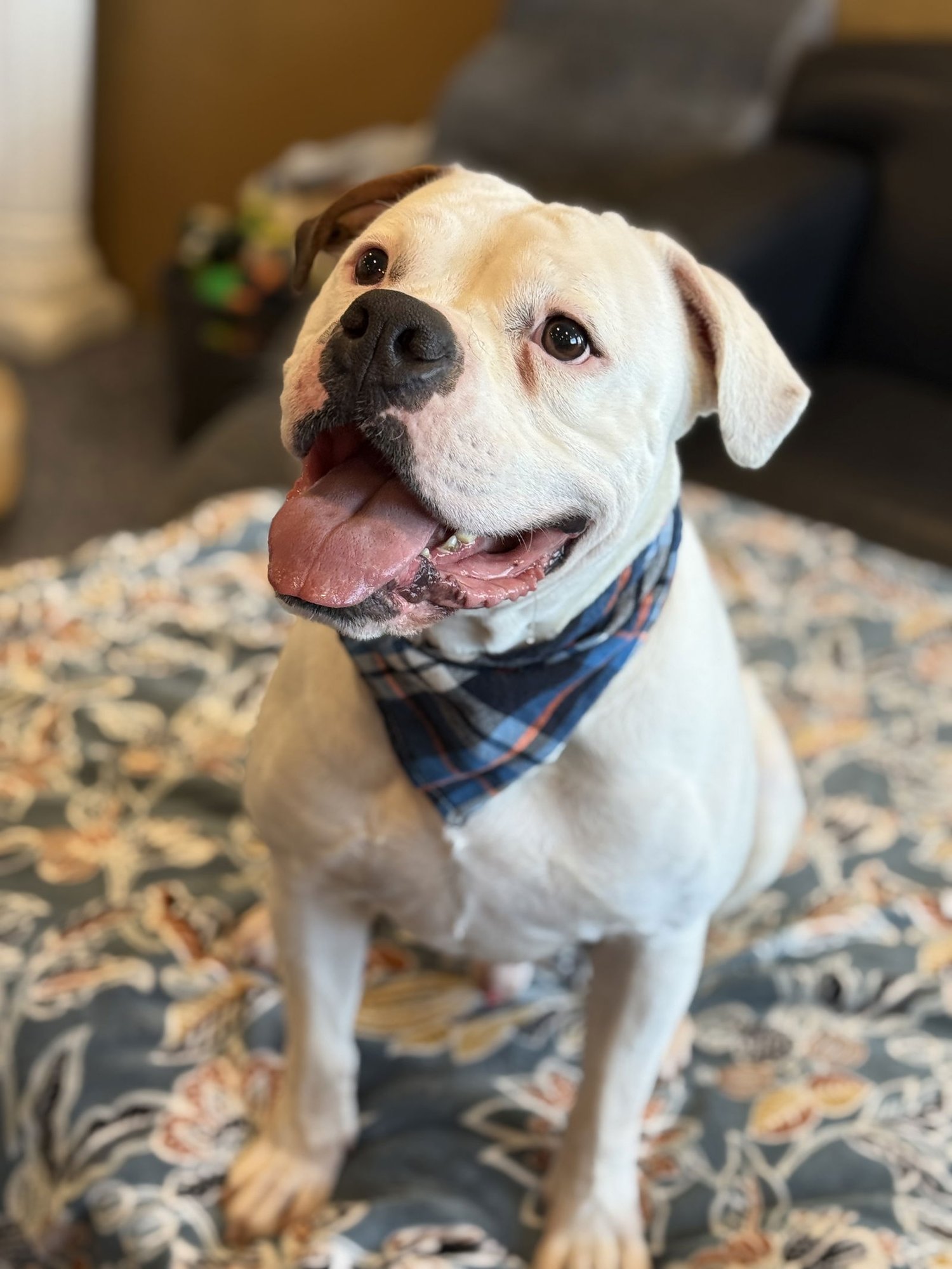 SIREN - American Bulldog available for adoption