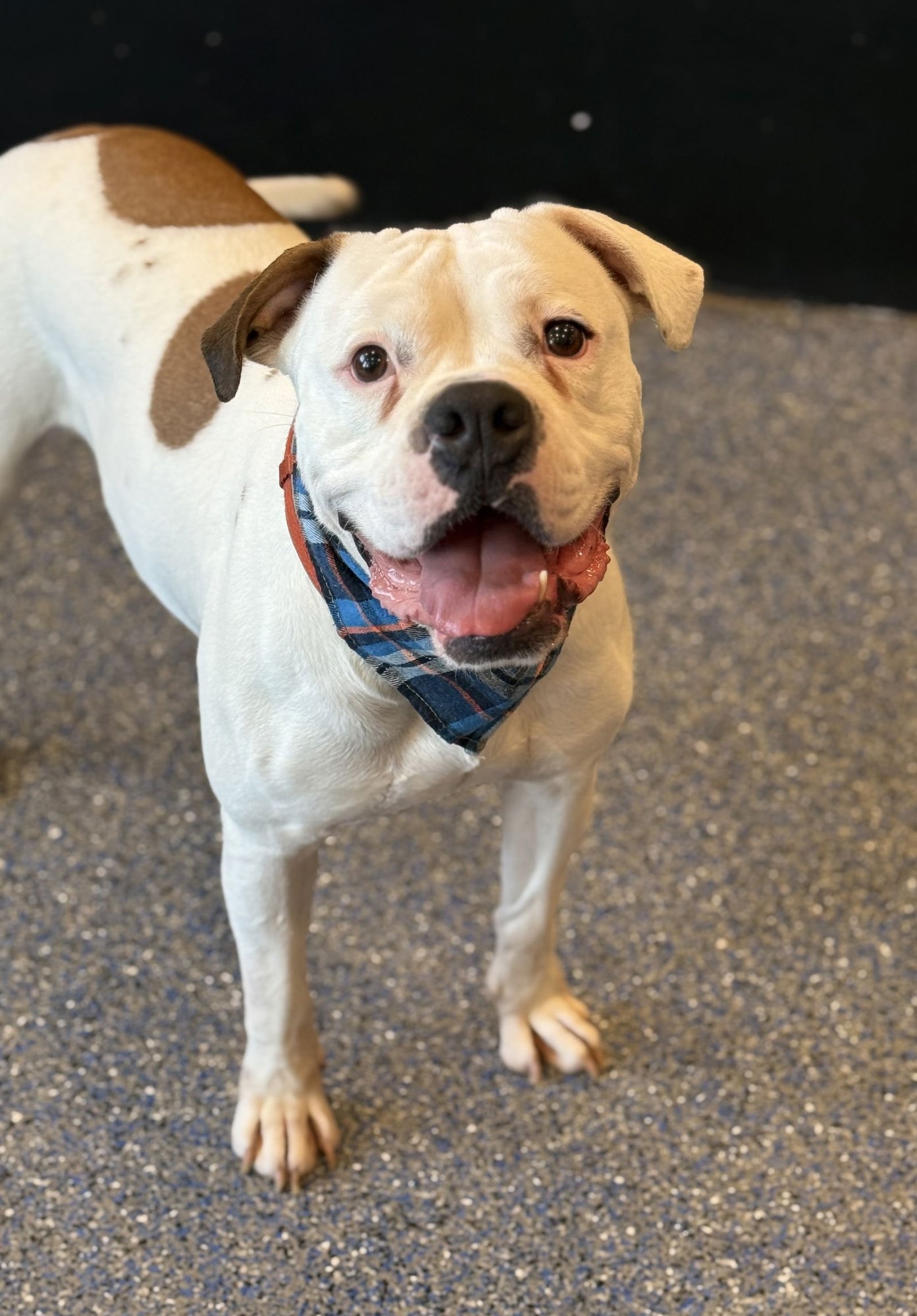 SIREN - American Bulldog available for adoption