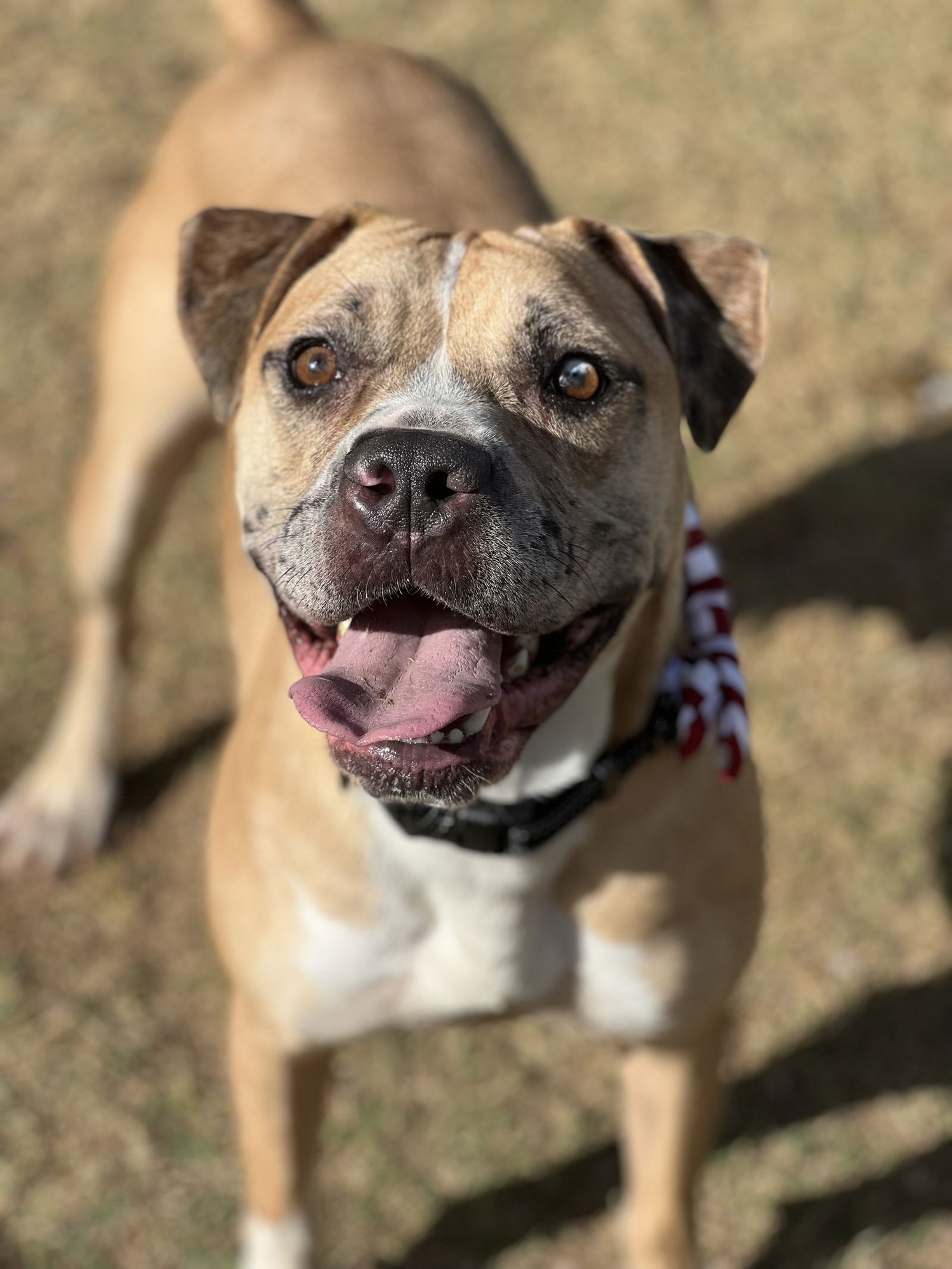 OUTLAW - American Staffordshire Terrier / American Bulldog available for adoption