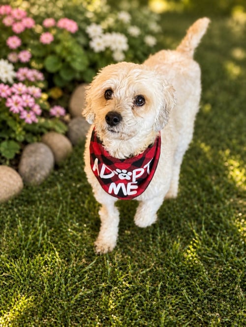 BANDIT - Poodle (Miniature) / Cockapoo available for adoption