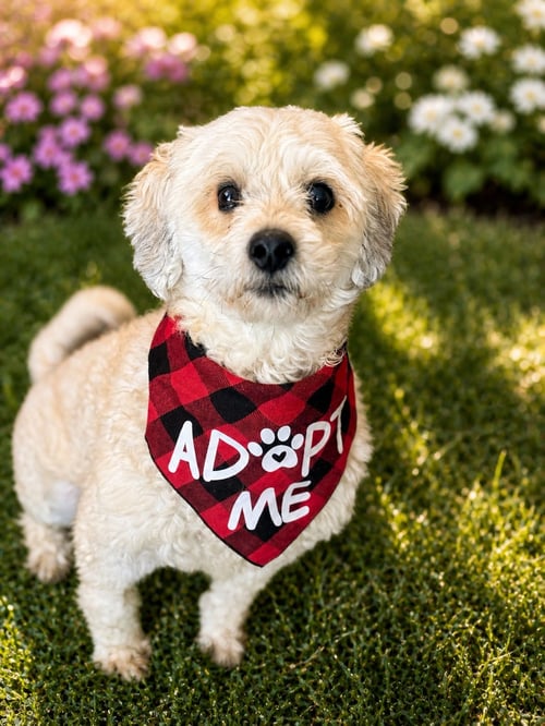 BANDIT - Poodle (Miniature) / Cockapoo available for adoption