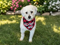Bandit - Photo 3