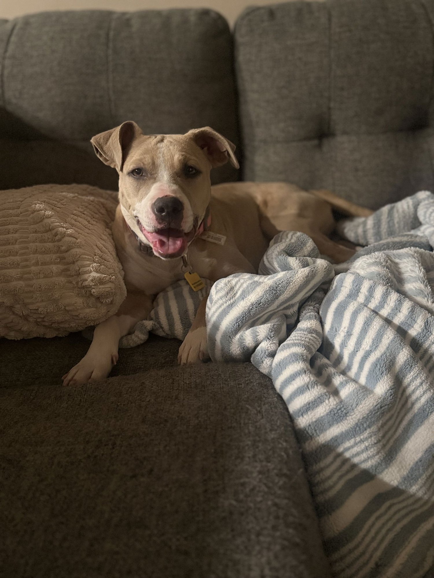 POPPY - American Staffordshire Terrier / American Pit Bull Terrier available for adoption