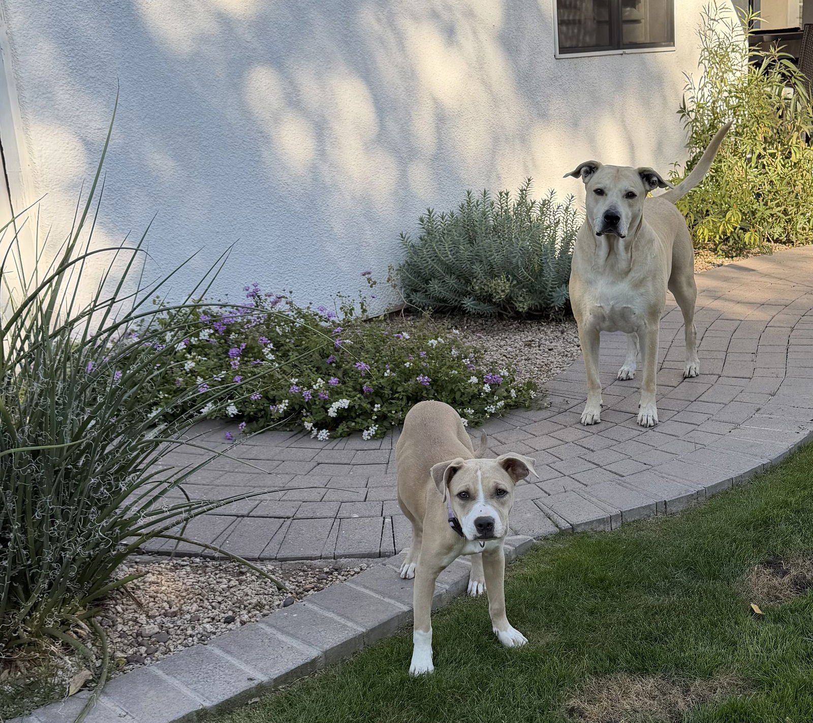 POPPY - American Staffordshire Terrier / American Pit Bull Terrier available for adoption