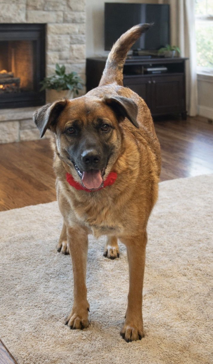 CANDY - German Shepherd Dog / Labrador Retriever available for adoption