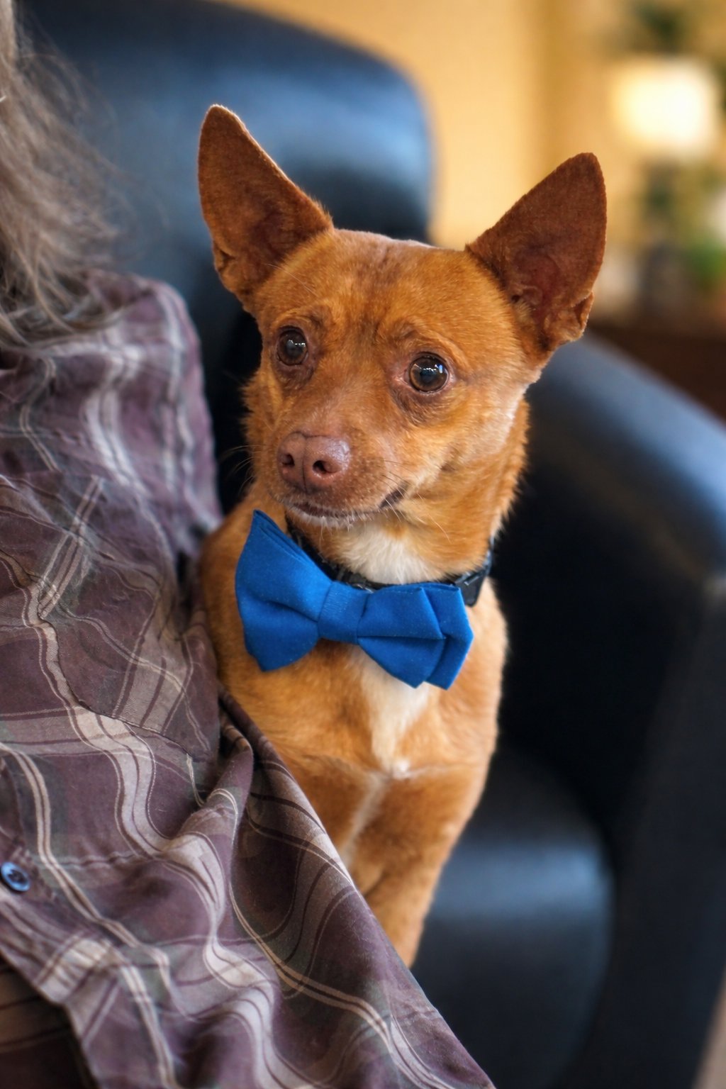 VINNY - Chihuahua / Miniature Pinscher available for adoption